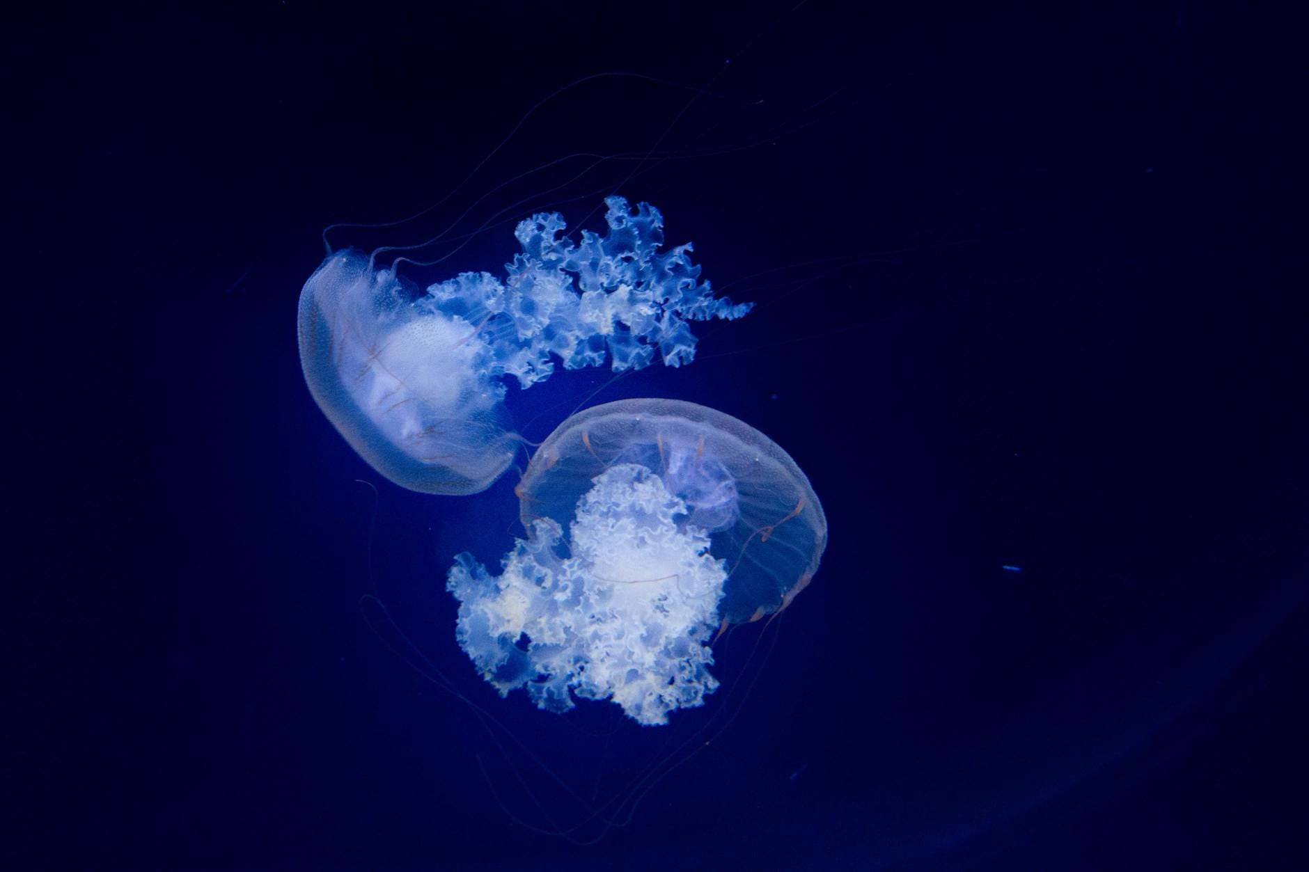 A new box jellyfish species with 24 eyes has been discovered in Hong Kong